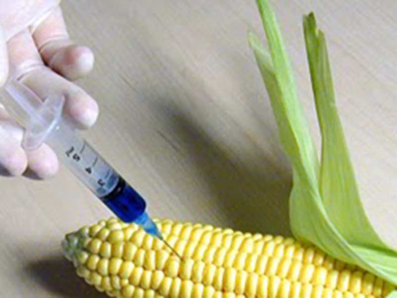 A kormány mindent megtesz a 1507-es génmódosított kukorica termesztése ellen